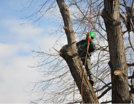 Tree Removal Bethesda