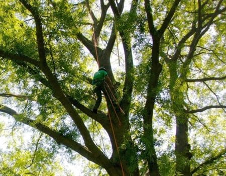 Professional Tree Trimming MD, Workers Trimming High Trees