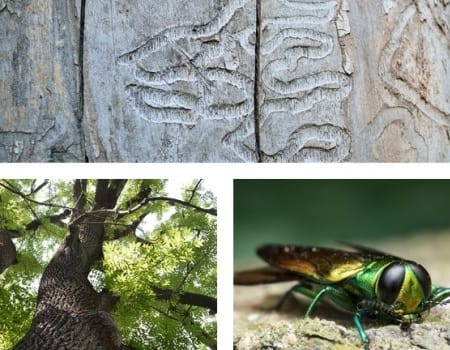 Ash Borer Tree, Ash Tree Removal collage