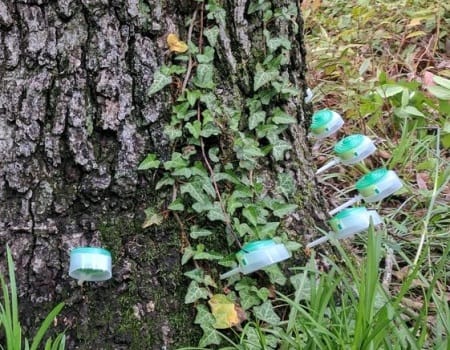 Tree Fertilization, Image of fertilizers in tree stump