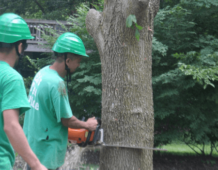 Rockville Tree Service Company