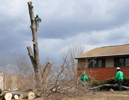 Tree Removal in front of a house