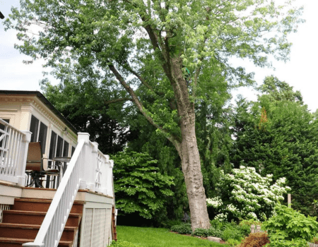 Montgomery Country tree planting