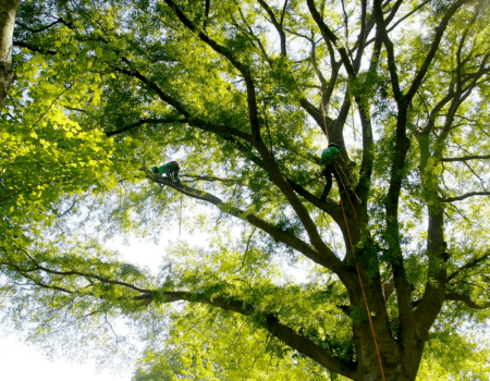 Ed's Tree Service trimming a large oak tree