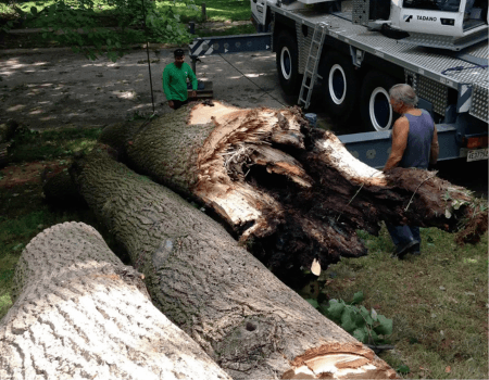 Removing emergency trees from a property