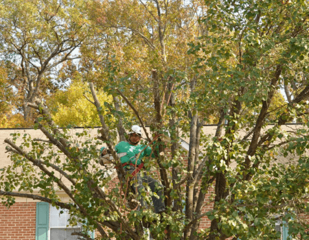 Licensed Tree Experts in Maryland Tree Trimming and Care