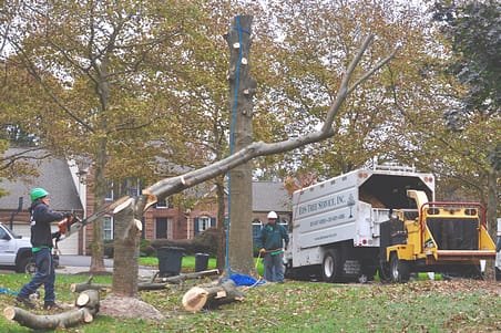 Expert Tree Removal Bethesda MD, Ed's Tree Service removing a tree in local yard