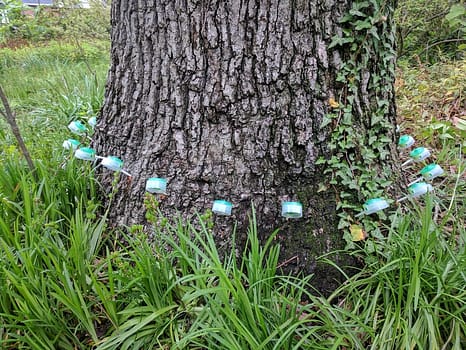 silver spring summer tree care