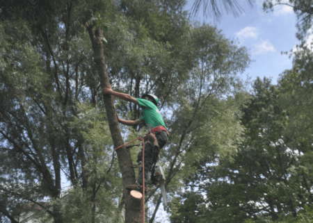 Bethesda Maryland Tree Removal Company
