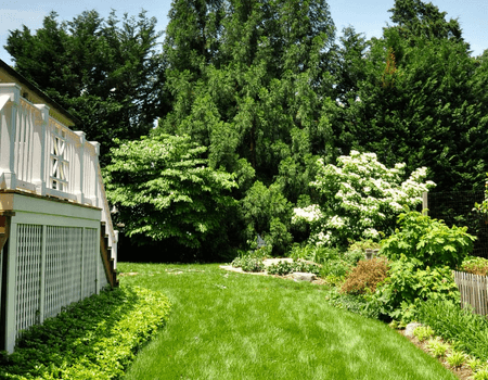 Beautiful backyard after tree maintenance