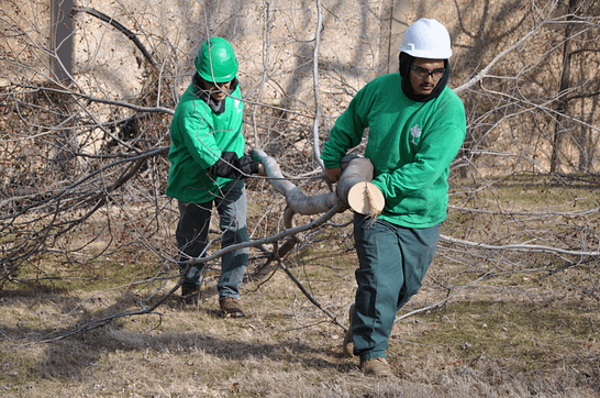 Gaithersburg Tree Removal Company