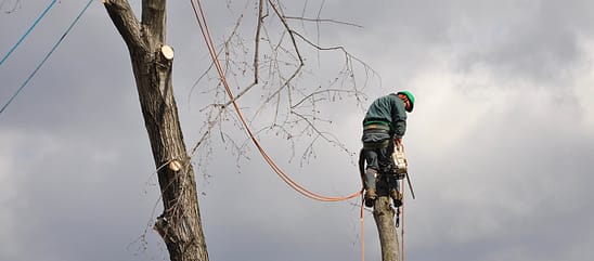 Tree Removal Experts in Gaithersburg, Ed's Tree Service removing tree