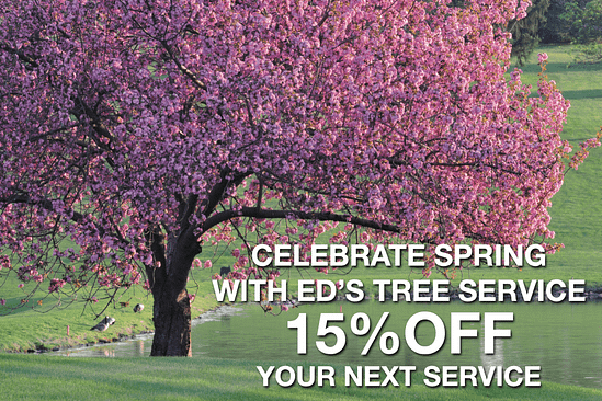 Spring Sale Tree Special