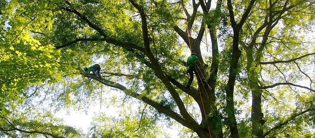 Tree Cutting Service Rockville