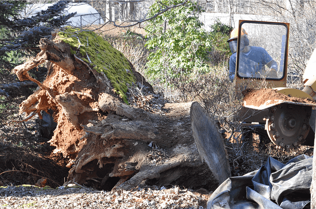 Tree Removal in Chevy Chase