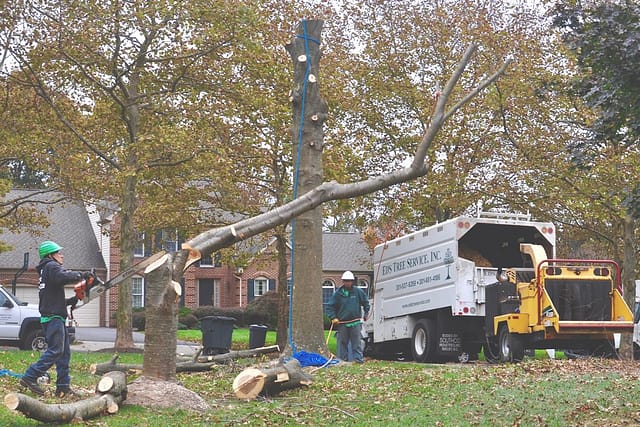 Emergency Tree Removal Crew In Rockville