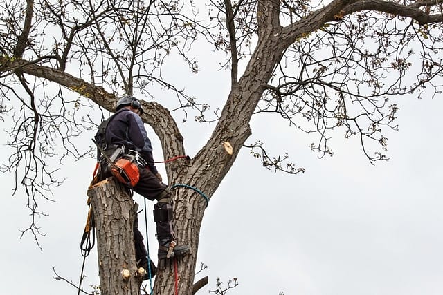 Tree Service Bethesda