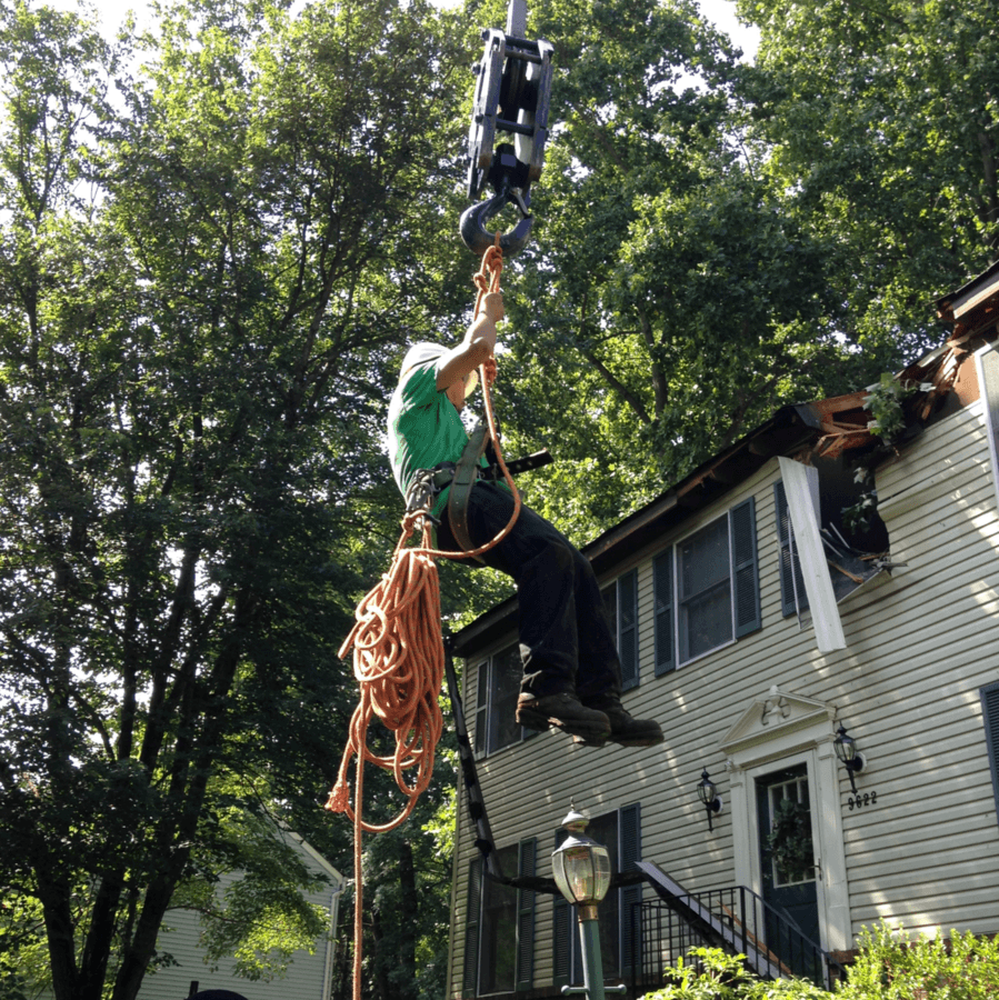 Ed's Tree Service crew member descends from a tree in front of a Chevy Chase house