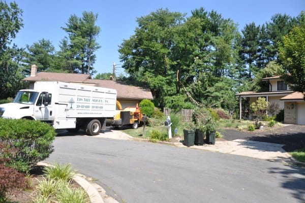 Crane Removal for Fallen Pine Tree - Rockville MD