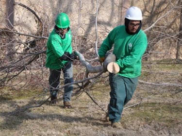 Maryland Tree Removal, Ed's Tree Service