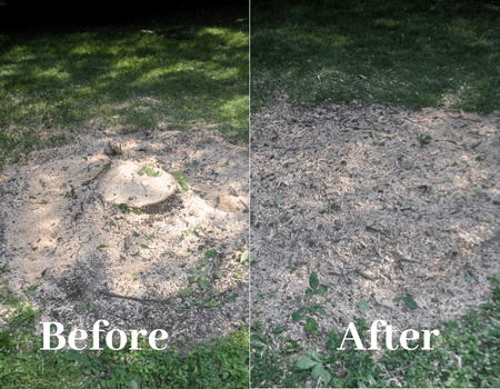 Stump Removal Before and After Bethesda, MD