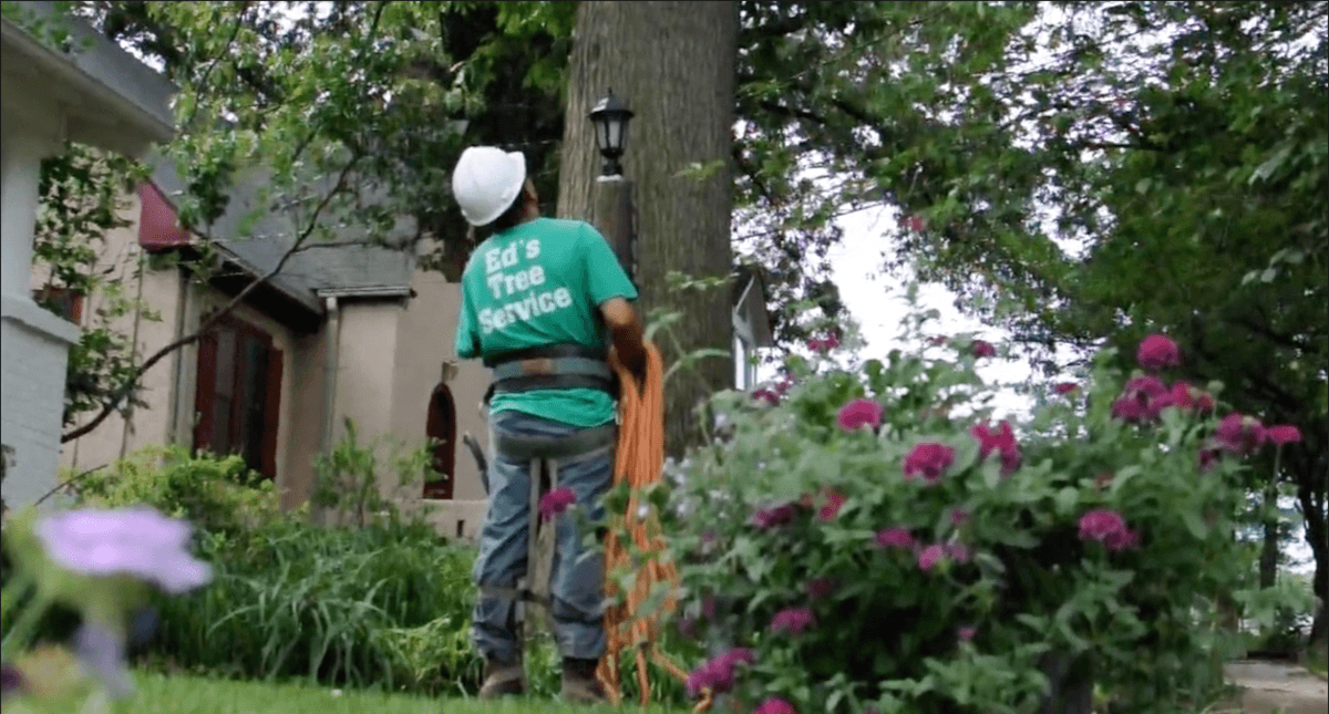 Ed's Tree Service | Licensed Tree Service Experts in Maryland & DC