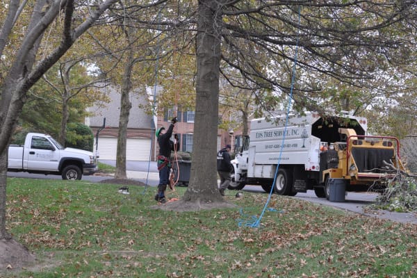 Oak Removal by Driveway - Laurel MD